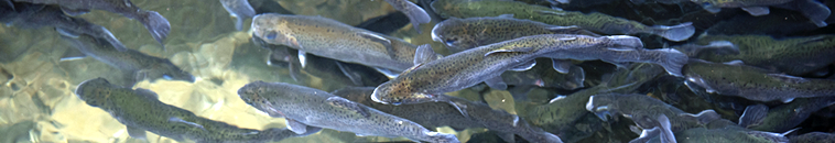 Trout Production Survey